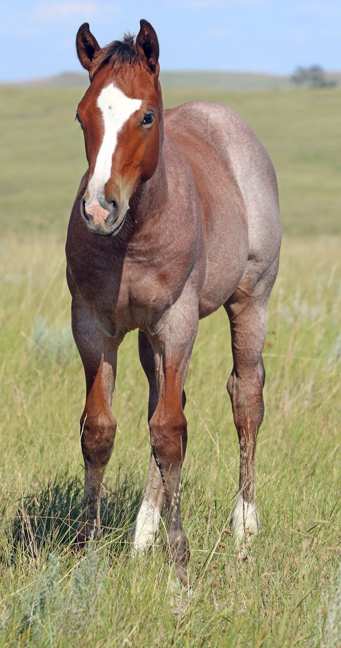 040 - Moonfire Drift colt